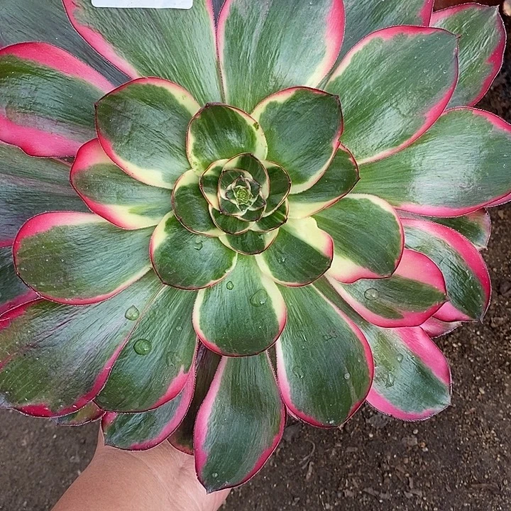 *****多肉植物巫毒白968多肉