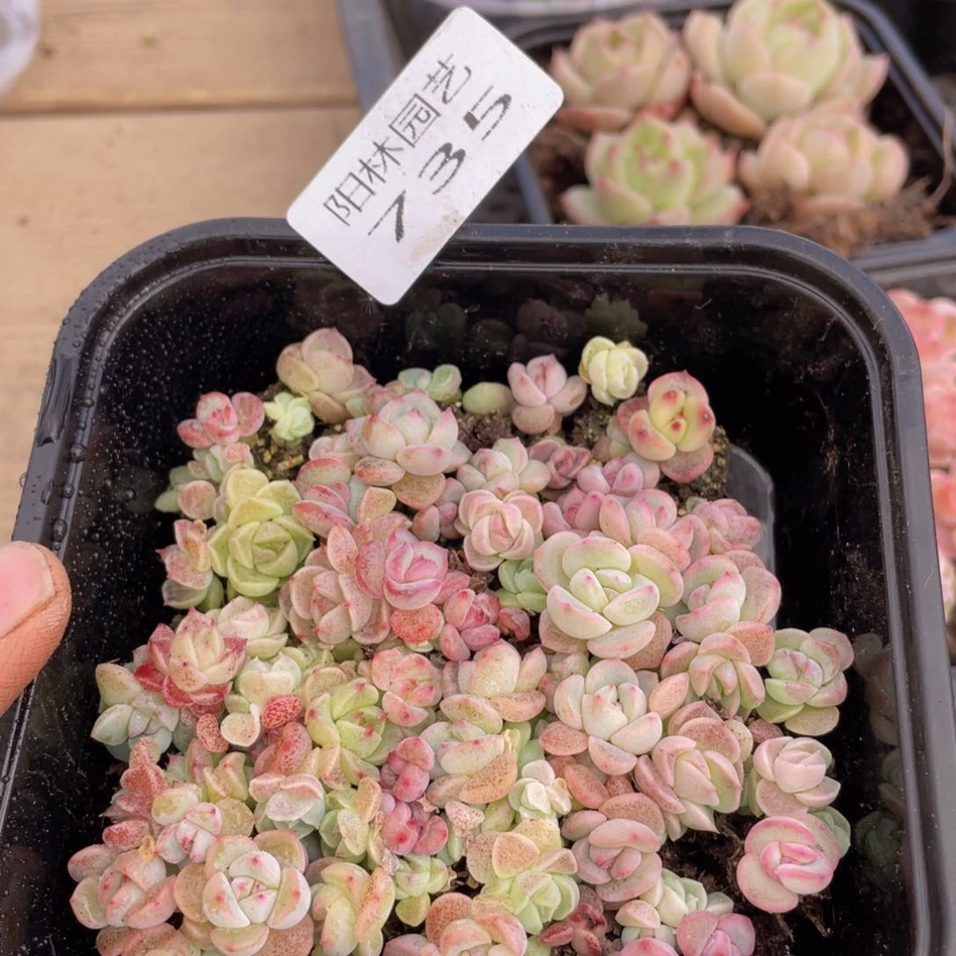 多肉植物多肉植物735