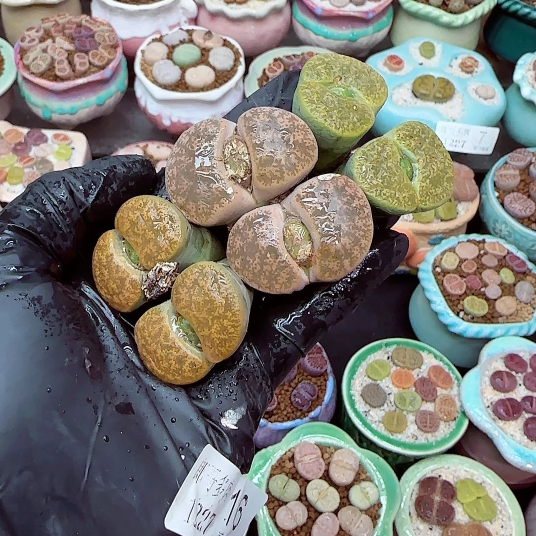 生石花满18包邮1227-16