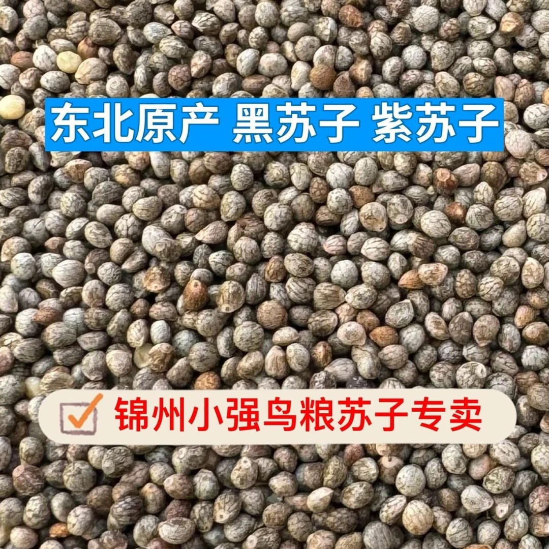 新粮东北大粒黑苏子紫苏子喂鸟带壳鸟食鸟粮玉鸟丝雀黄鸟鸽子鹦鹉