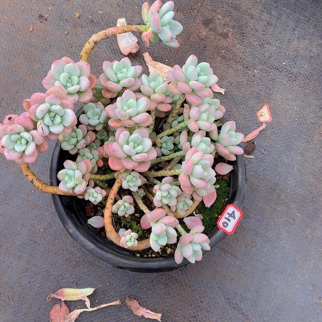 一物一拍多肉洛神410