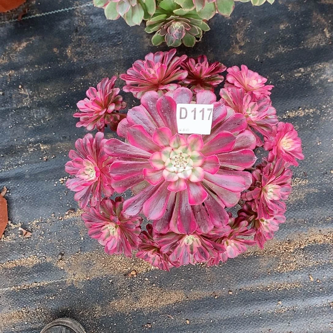 红铜白117多肉11111