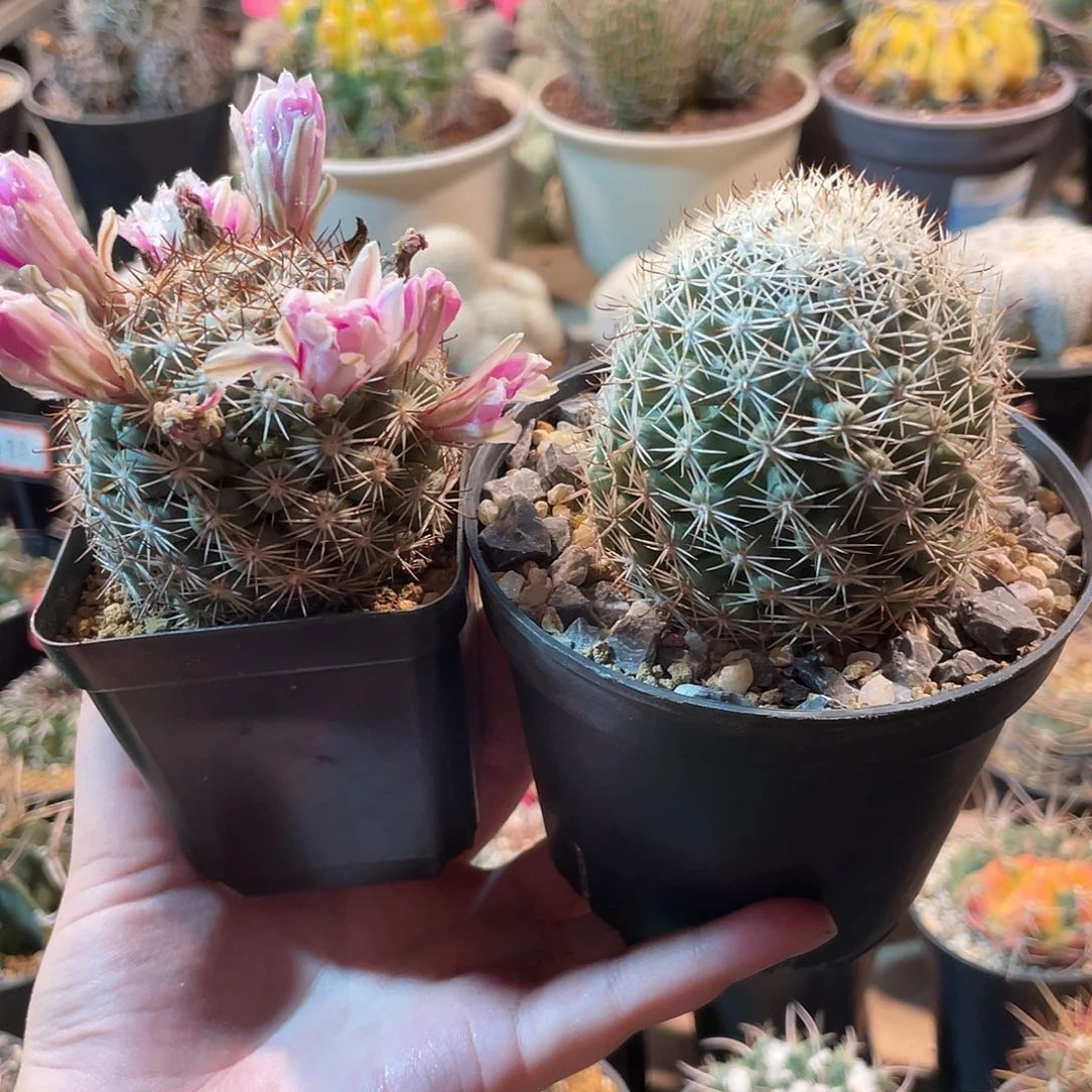 ¹****仙人球蓬莱宫2颗一物一拍