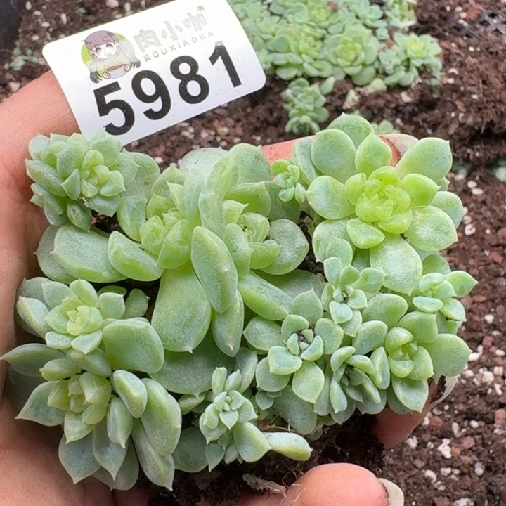 多肉植物多肉植物