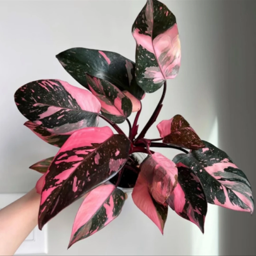 【粉公主/黑樱桃】猛男小粉！绿植盆栽蔓绿绒可上墙