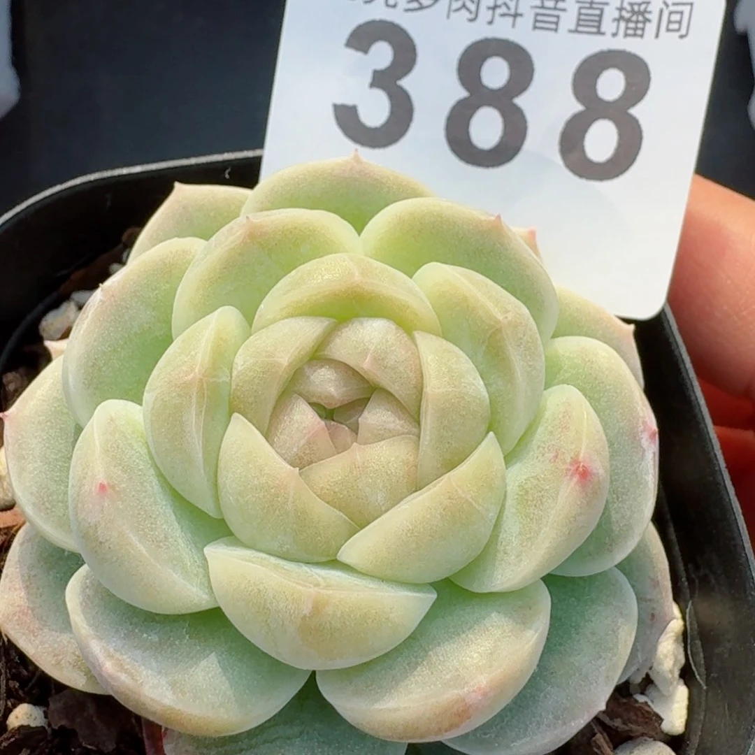 玉扇珍妮         精品多肉