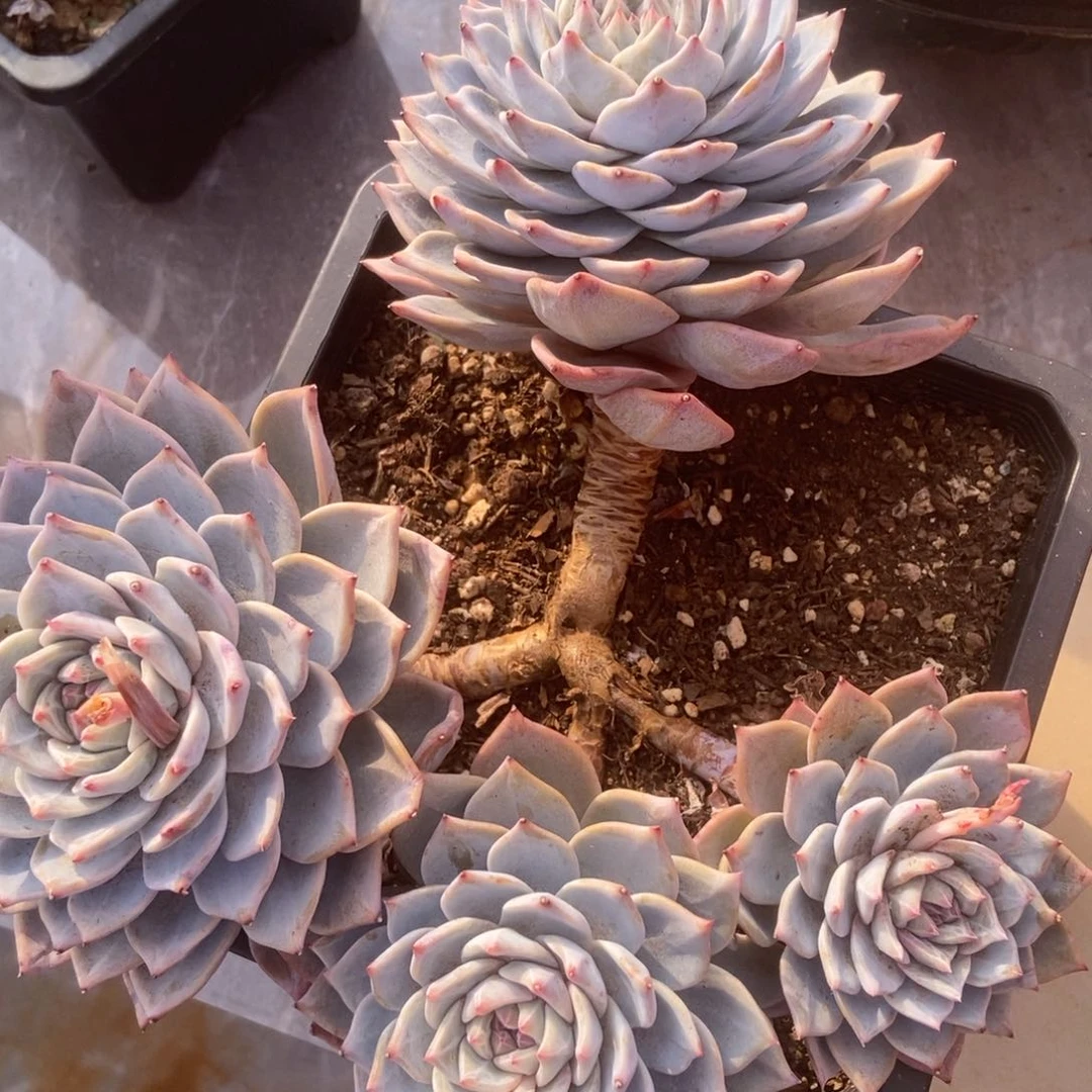 汐****?粉蓝鸟生多肉多肉多肉多肉有砍