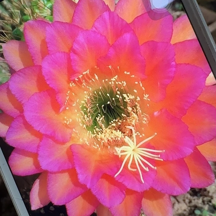 达加体侧芽5公分左右毛花柱（20包邮）