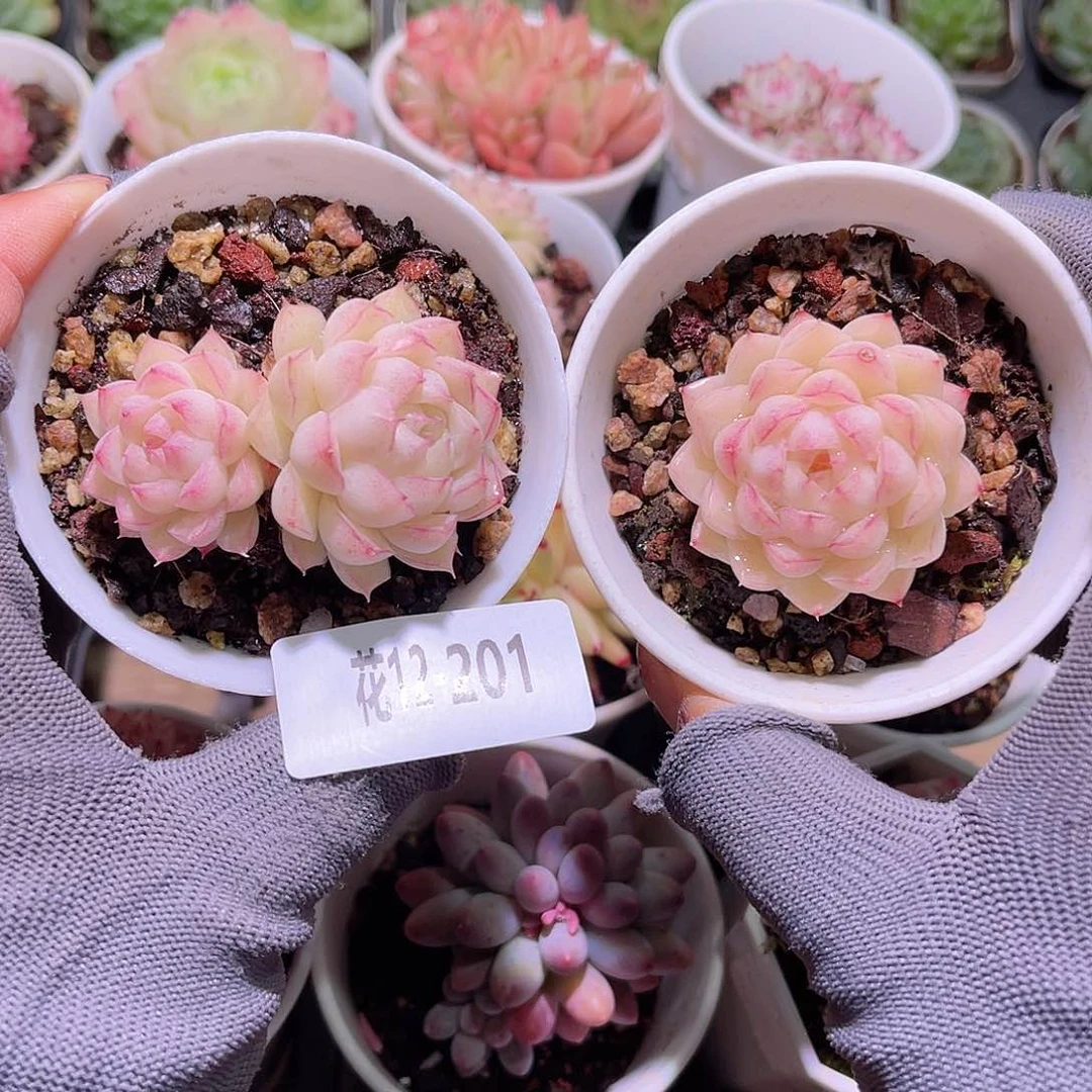 花12-201女王2  颗