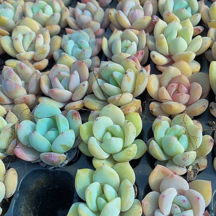 小风城1元带土发