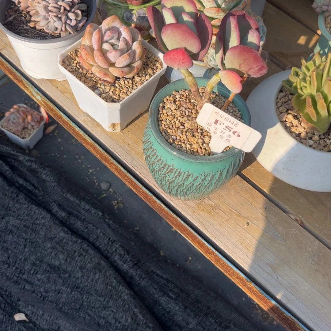 枫***?多肉植物111111111