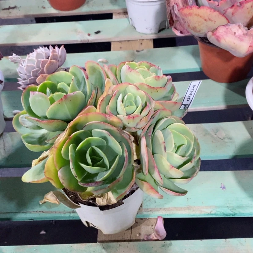 【闪购商品】碧桃0964