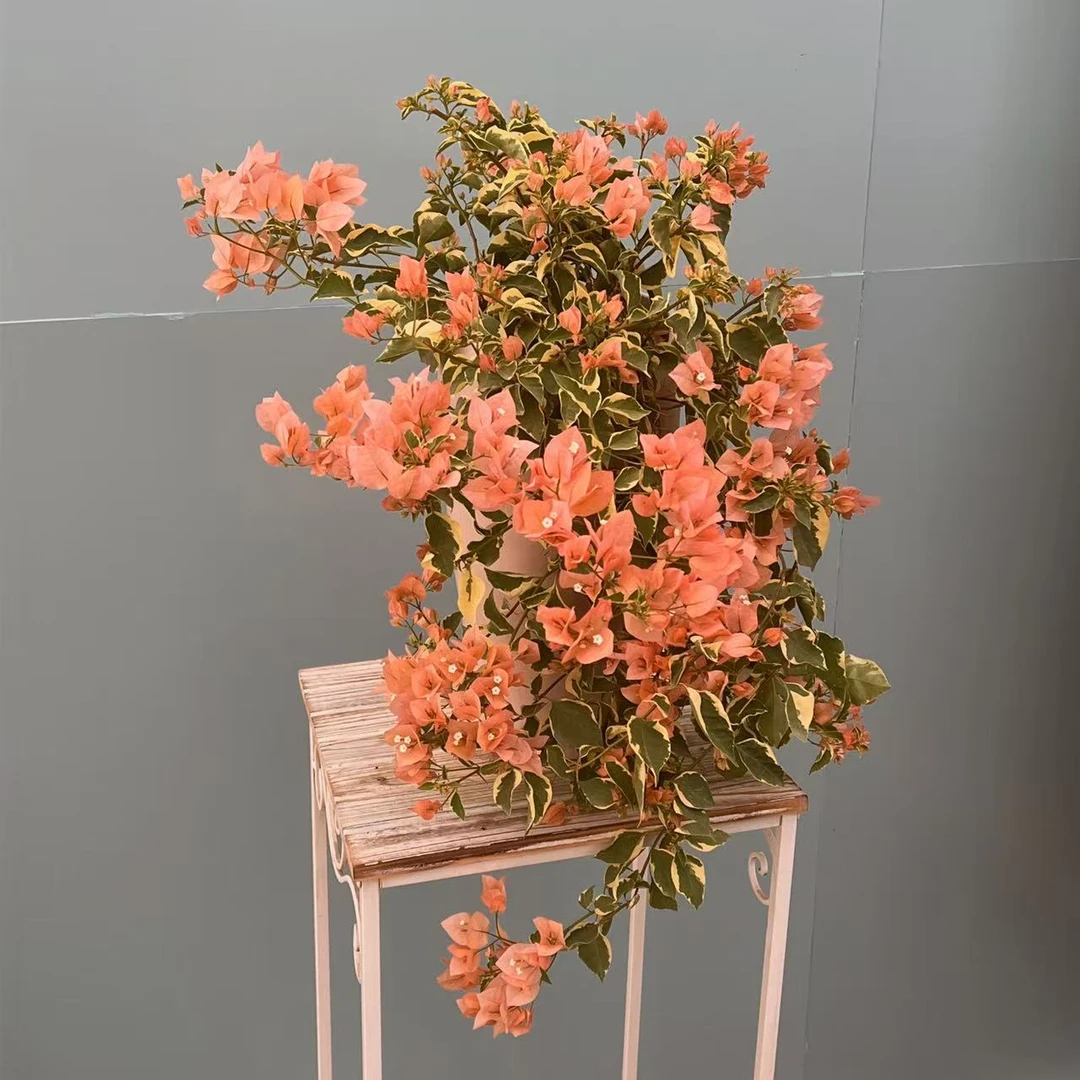 【艺景园花花公子】金边马斯花瀑布三角梅盆景侧飘好养老桩--