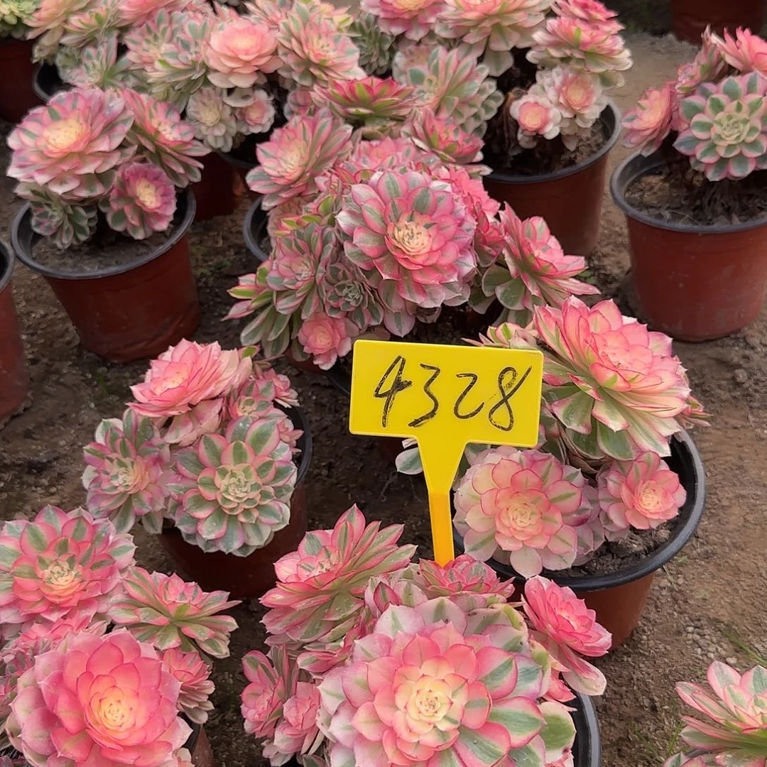 4328---倾城多头多肉植物