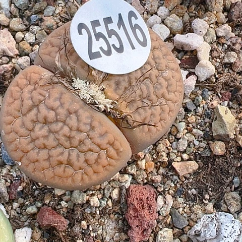 【闪购商品】余**好25516