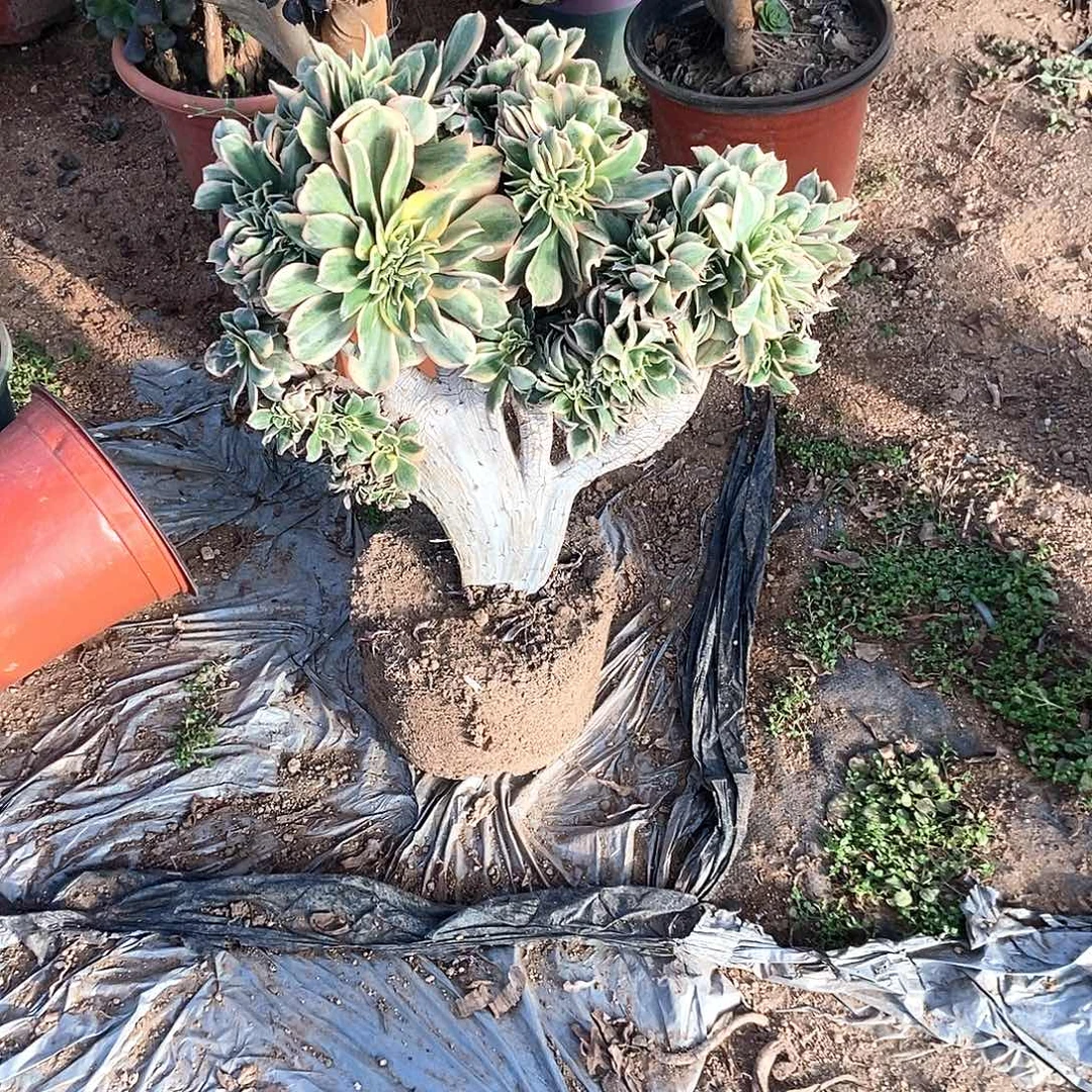 阆***狼完全开放灿烂的阳光