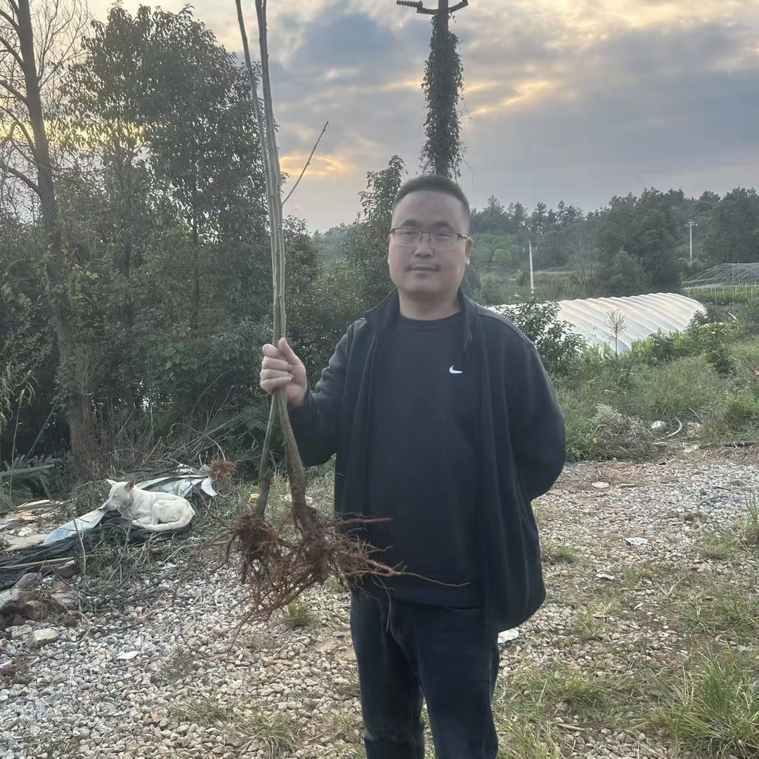 正宗【大红袍板栗】裸根苗嫁接果苗地栽园林盆栽幼苗南北方种植