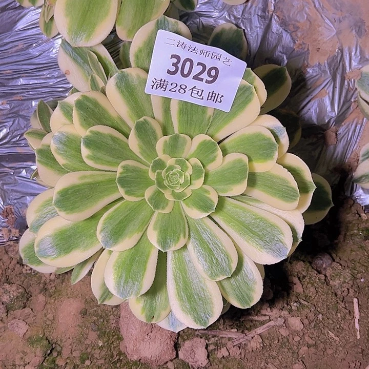 3029迈巴赫多肉植物量2号