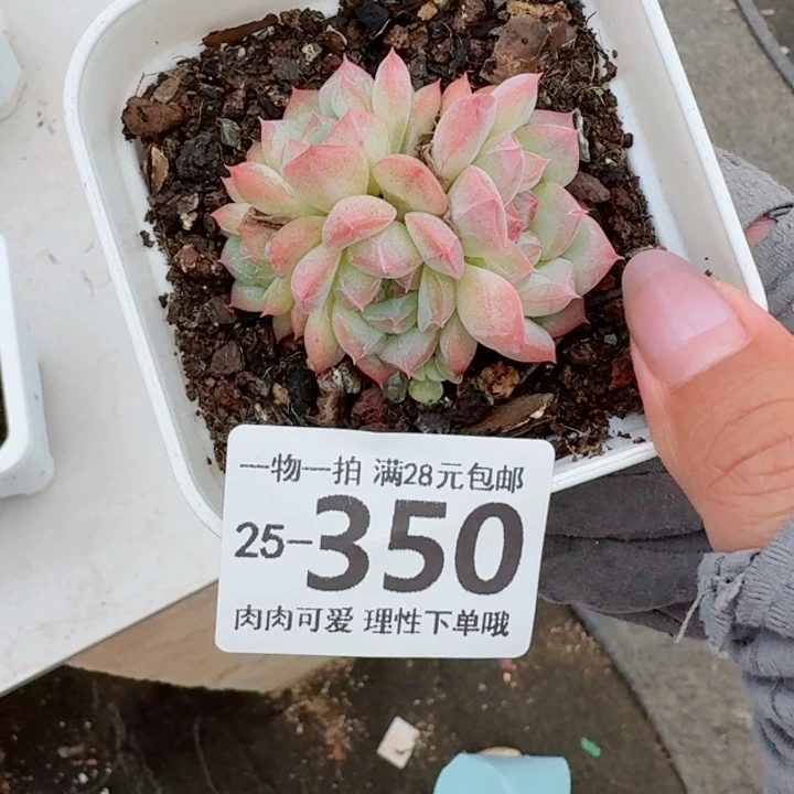七仙女无盆土发货多