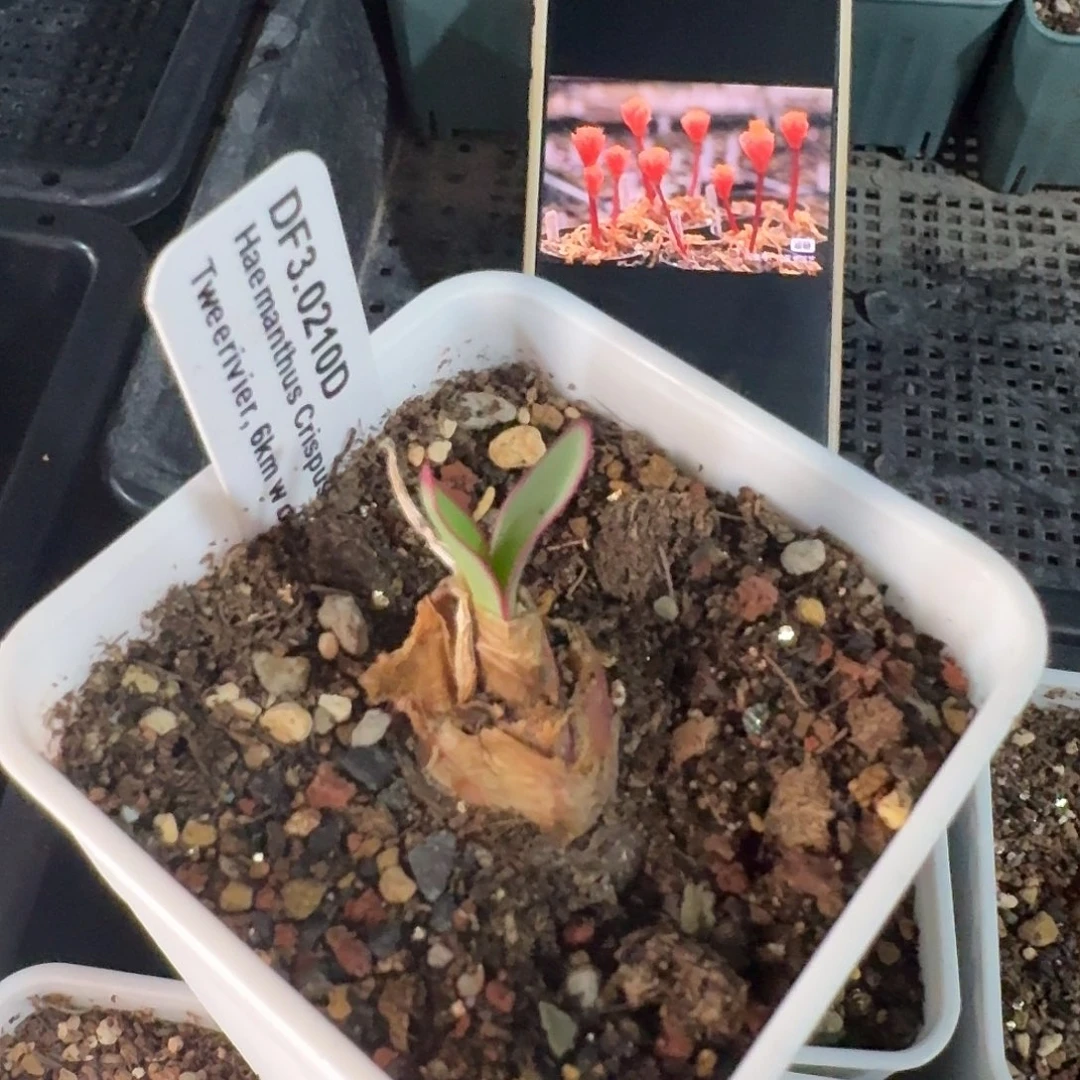 波叶血莲约4cm一个带盆