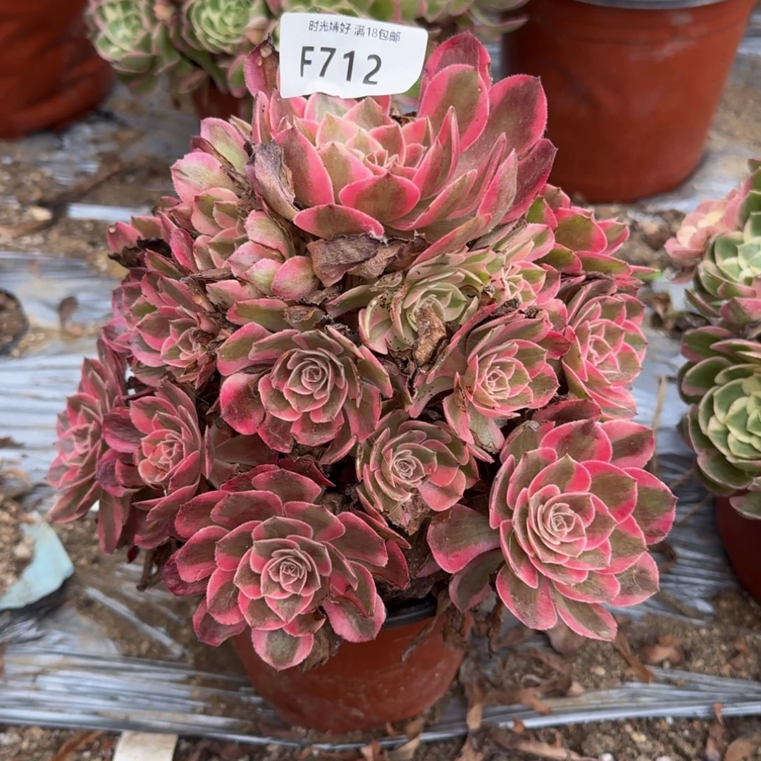 712云荷，多肉植物