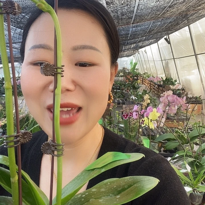 无花朵美杜莎蝴蝶兰