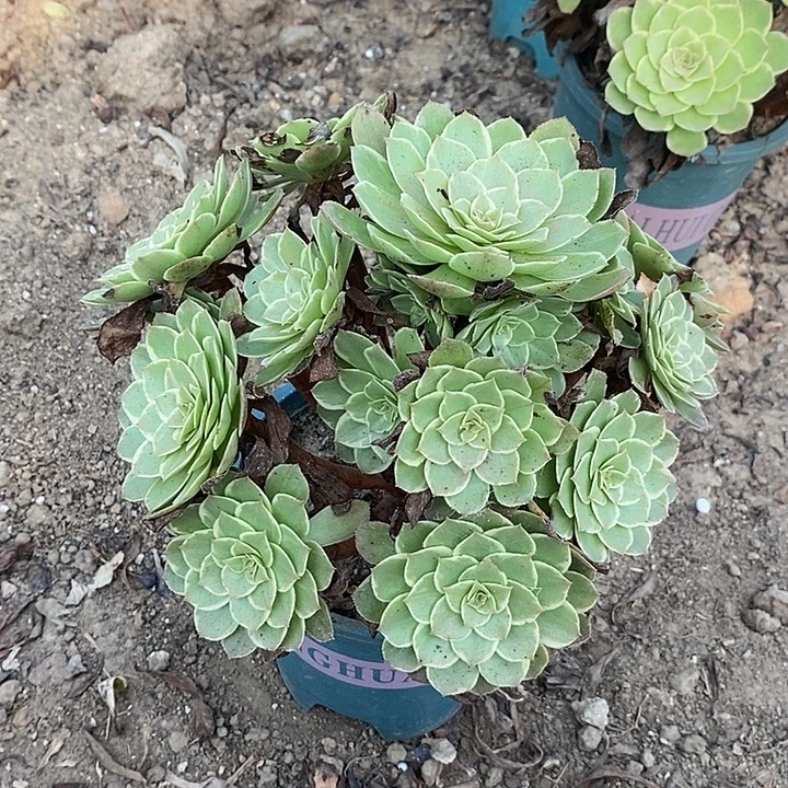 莲花座多肉植物015