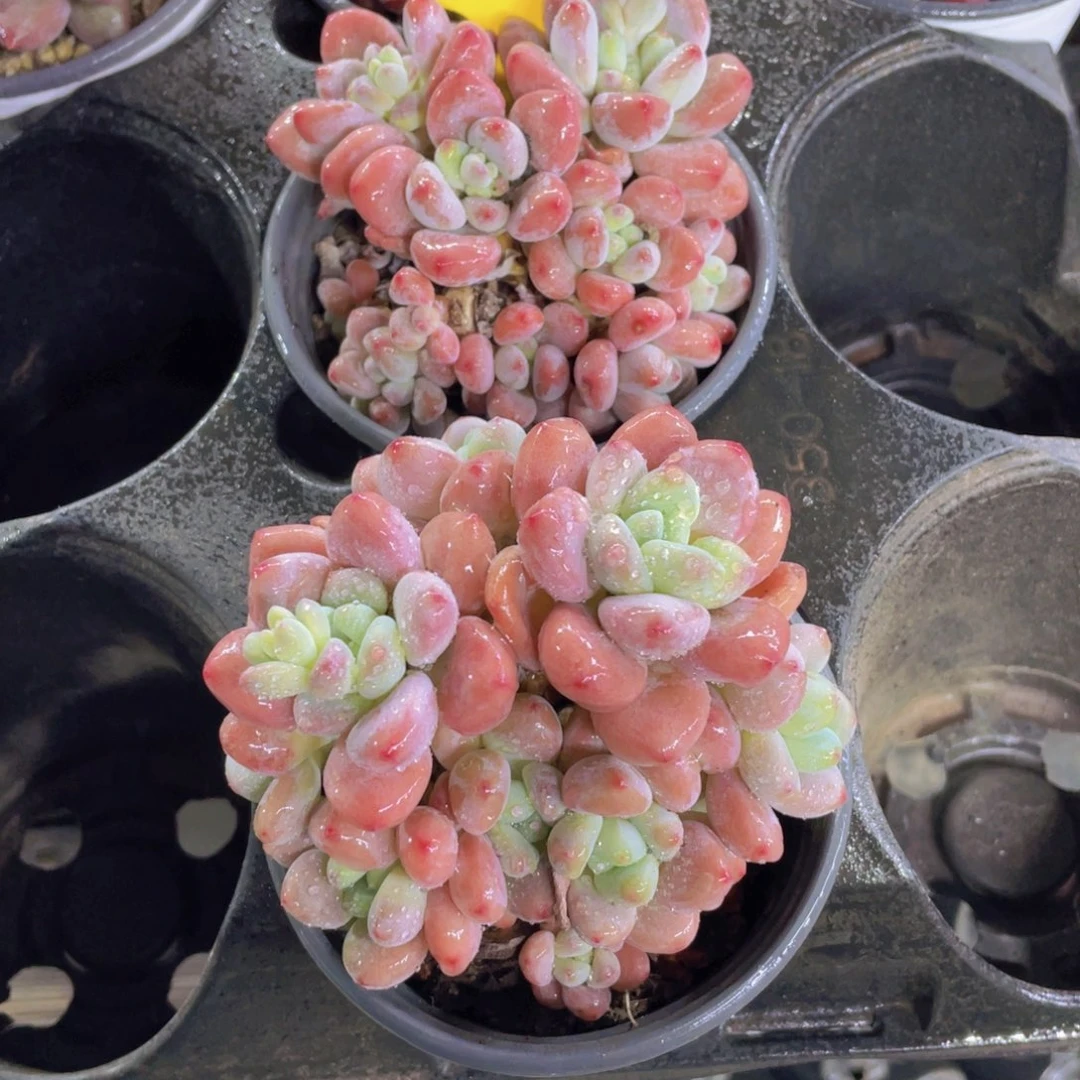 289号 老桩洛神群一个