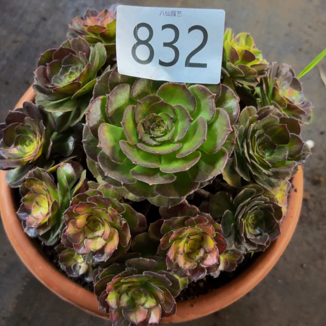 r***e832多肉植物海王七彩下播福利