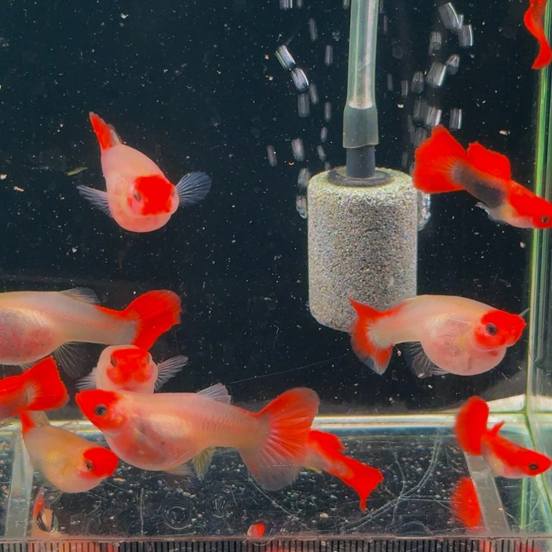 淡水不分公母1.5-4厘米深海蓝贵族红头玻璃猫,5对10条