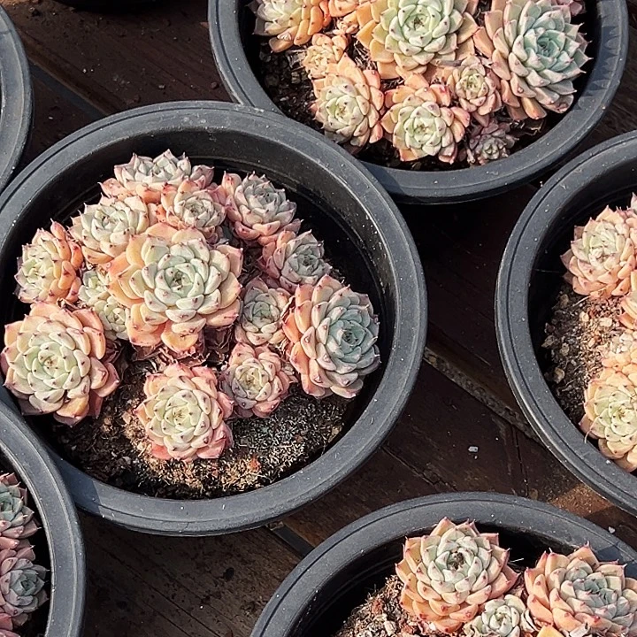 沙罗姬牡丹  福利