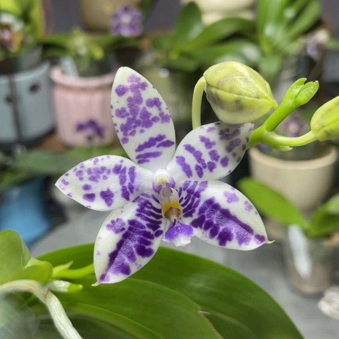 完全开放YW08，2.5杯开花株