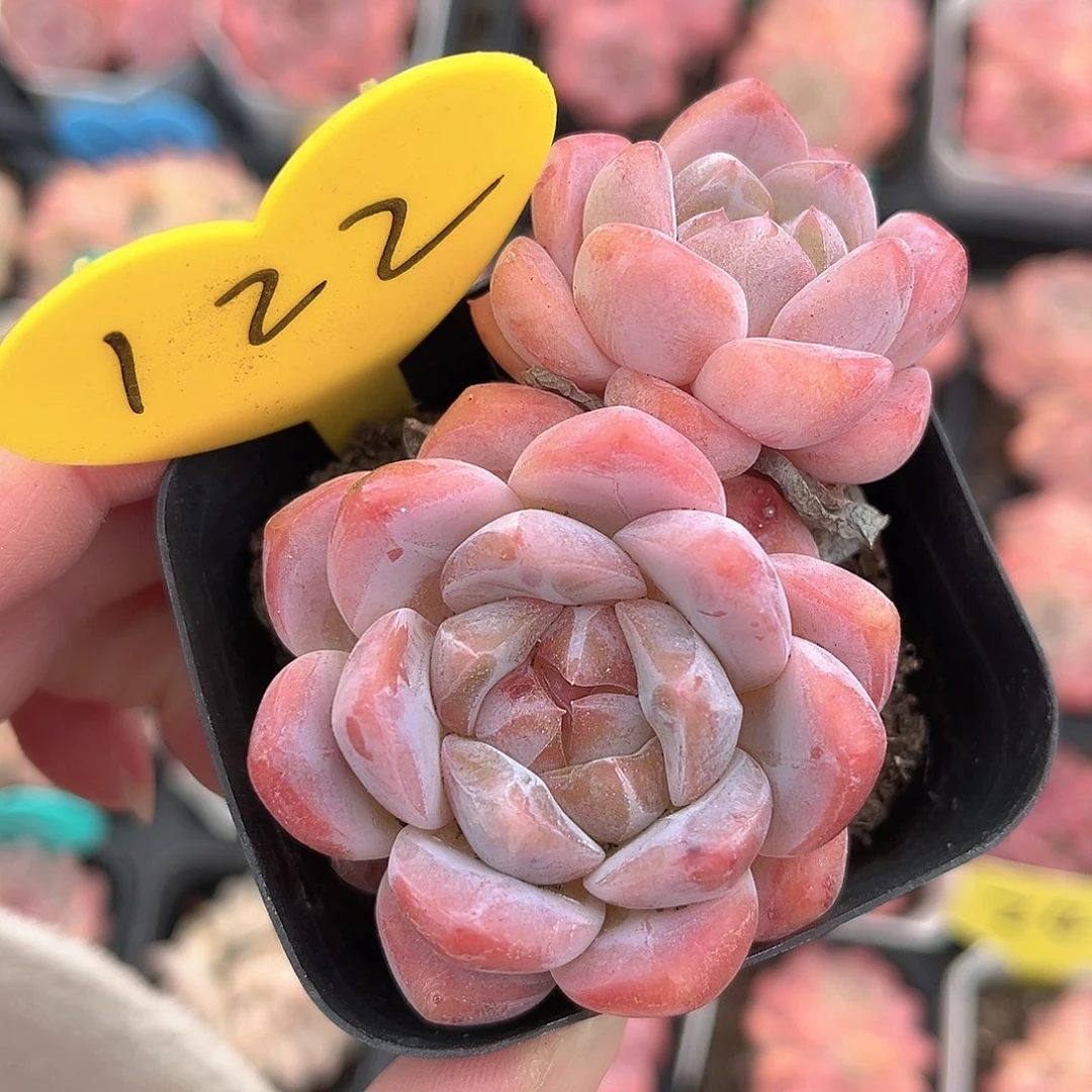 122号小老桩糖心双头