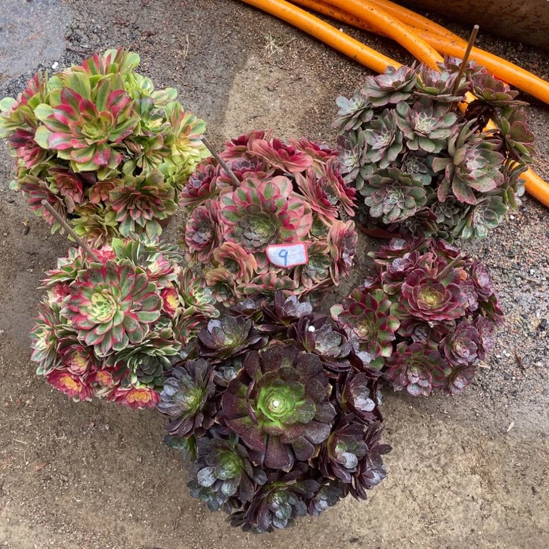 法师多肉植物等多