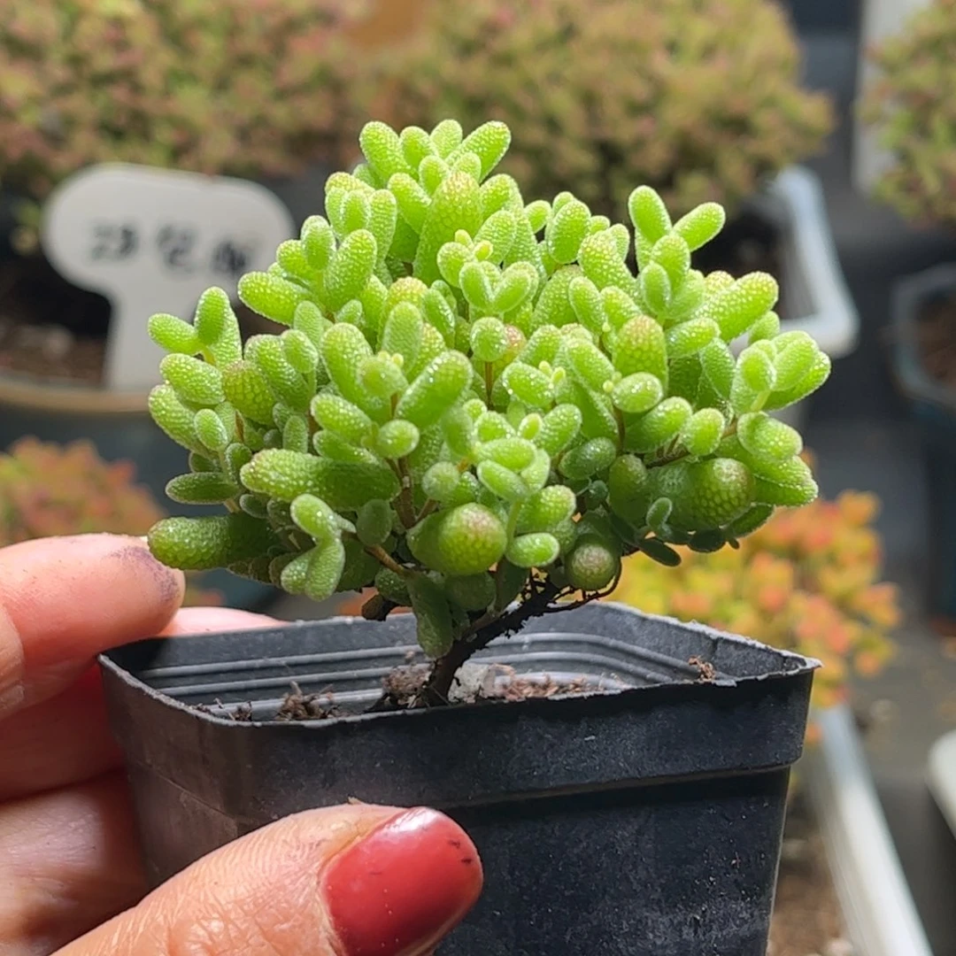 27蜜桔糖球优选枝干
