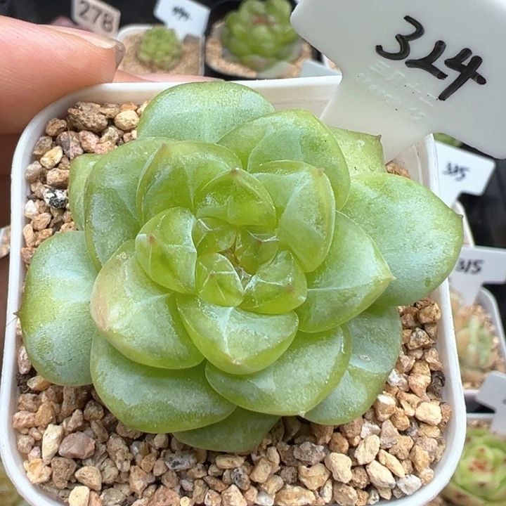 324号风花雪月系列