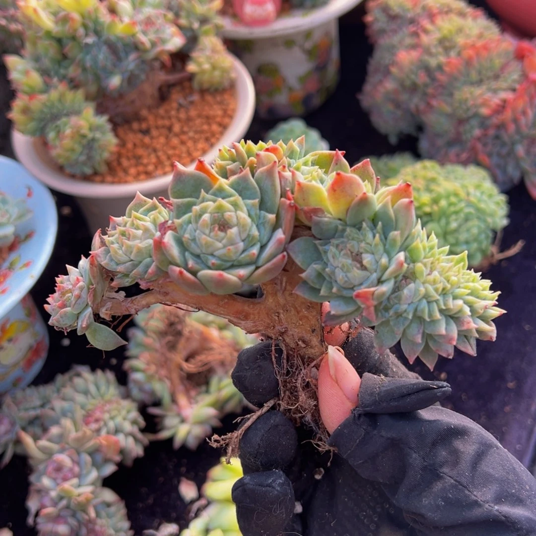 橘子汽水冰魄缀微瑕