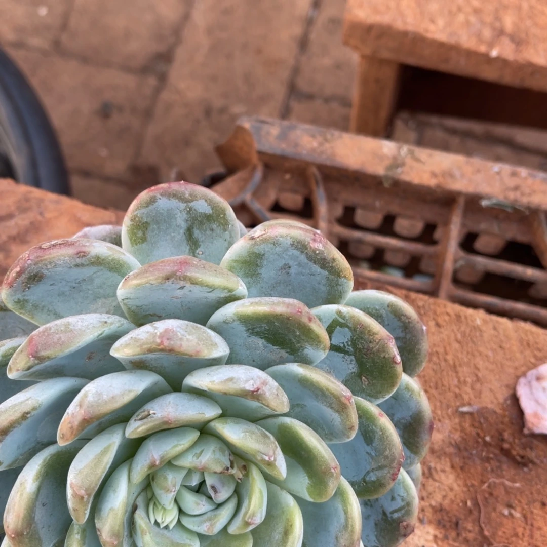 宝***0十级福利整装无砍