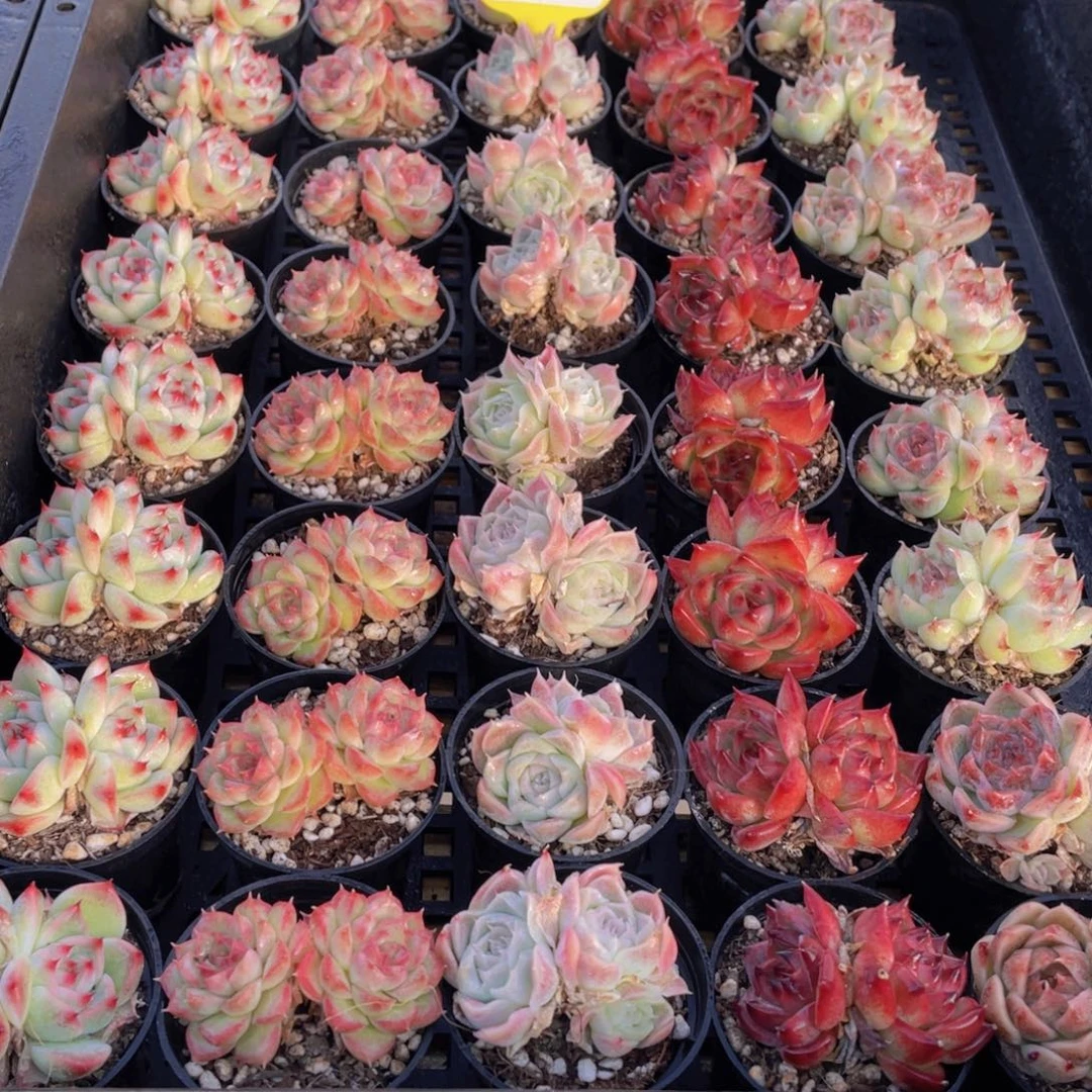 1438号 精美组合双头5个