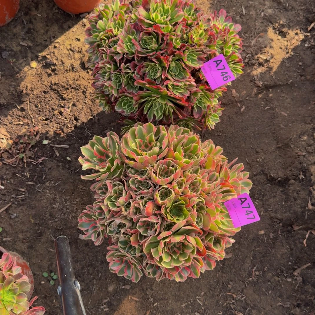 法师多肉不包损天合粉女郎746.747