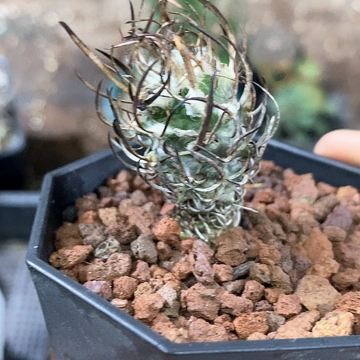 孤品实生狂刺老黄龙丸娇丽福利仙人球