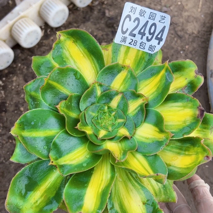 2494暴君多肉植物法师法师