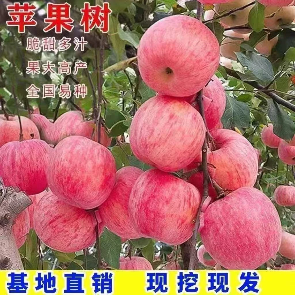 【热销】正宗嫁接苹果树苗南北方均可种植盆栽地栽基地直发现挖现发