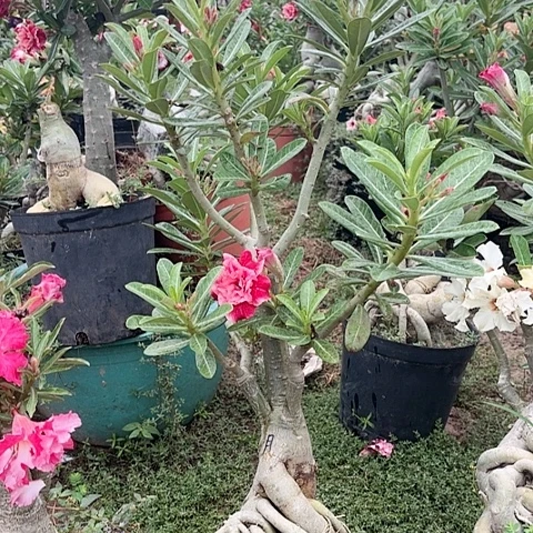 沙漠玫瑰之花盛开