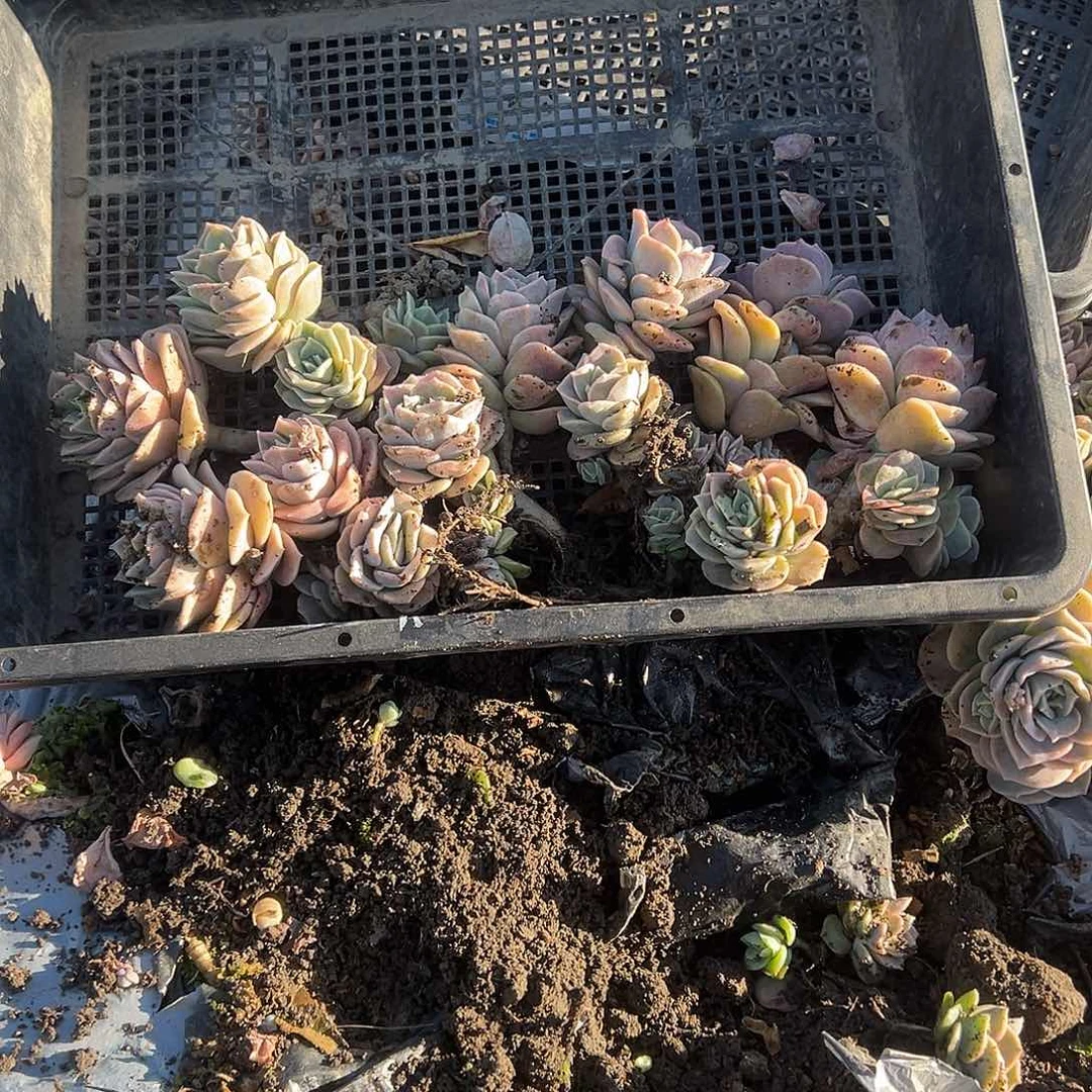 阿*158不售后1颗