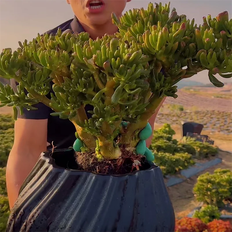 零花钱多肉 地栽吸财树  热卖款    多肉植物