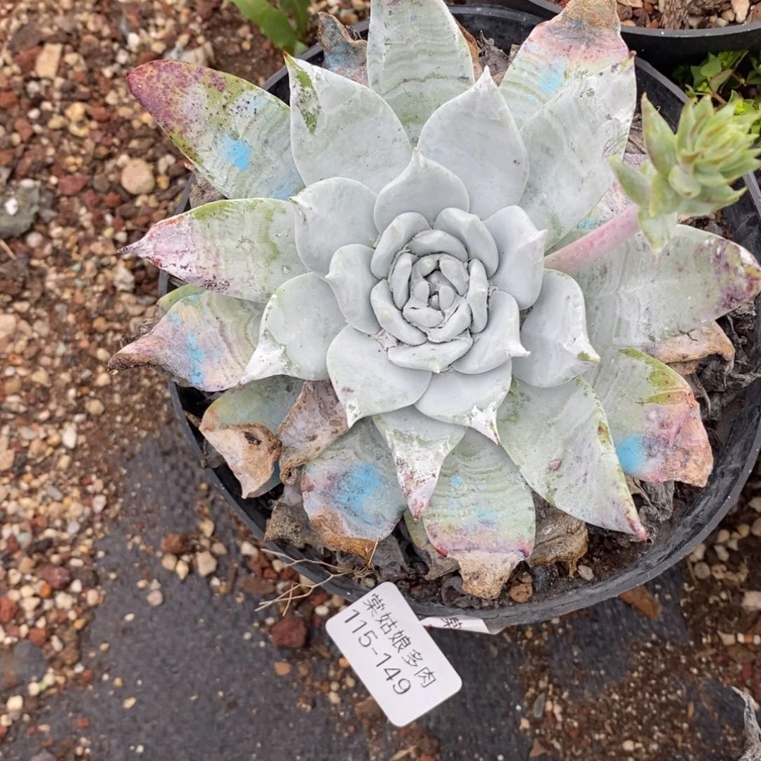 149号牡丹叶小可爱