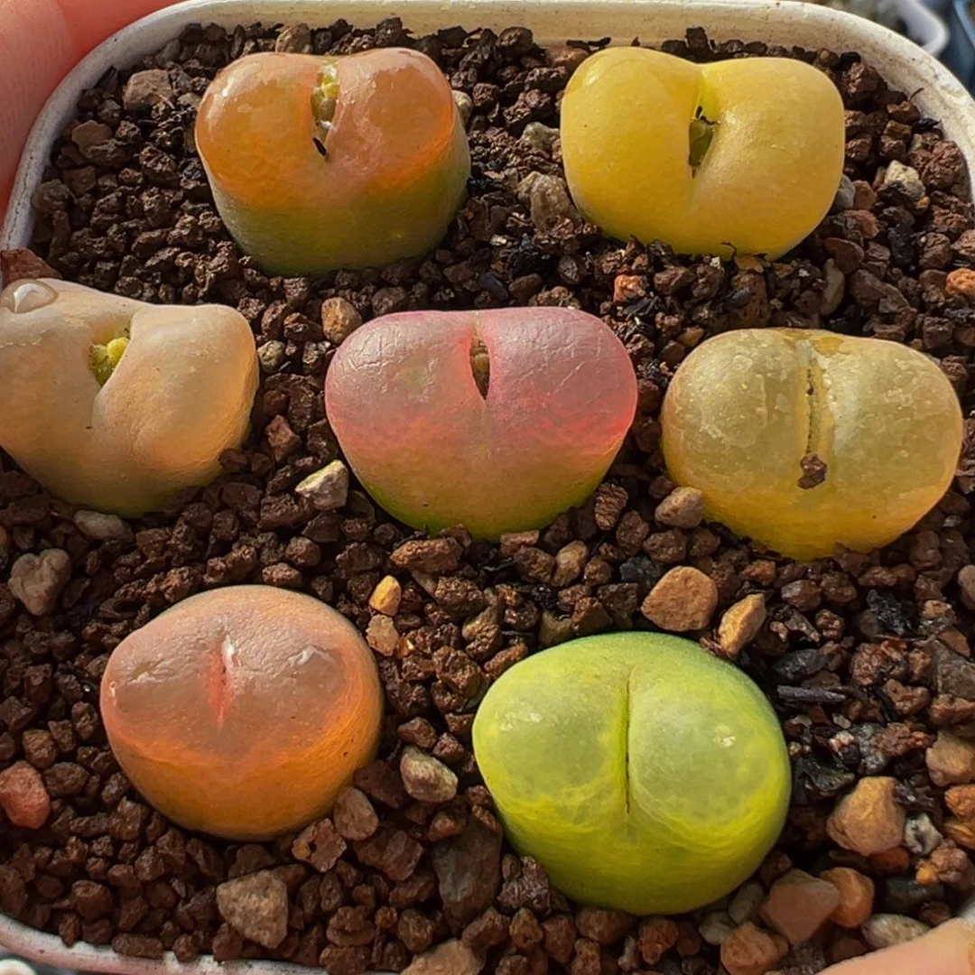 果冻荔枝彩虹组合多肉