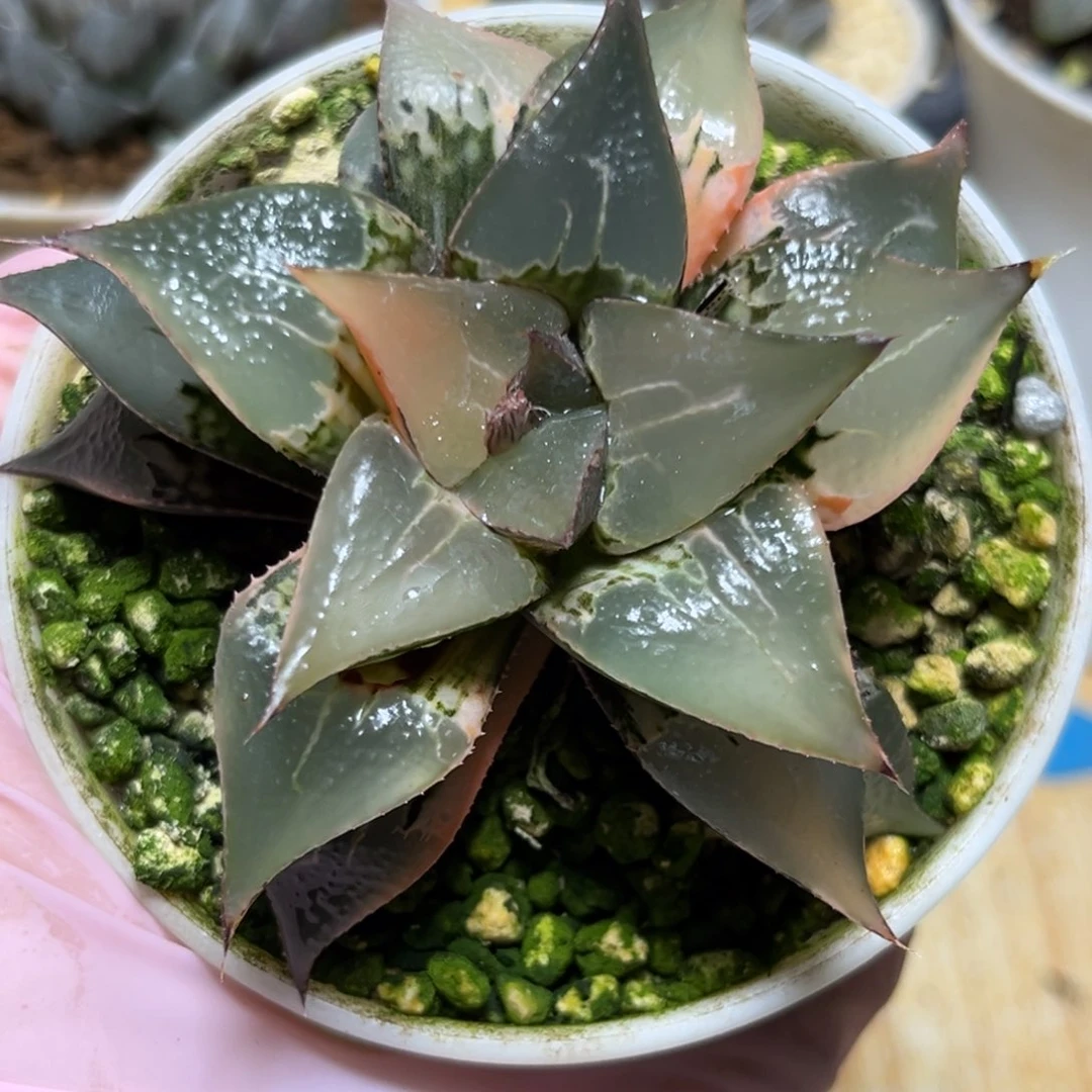 朱*生恭喜发财大吉大利0047