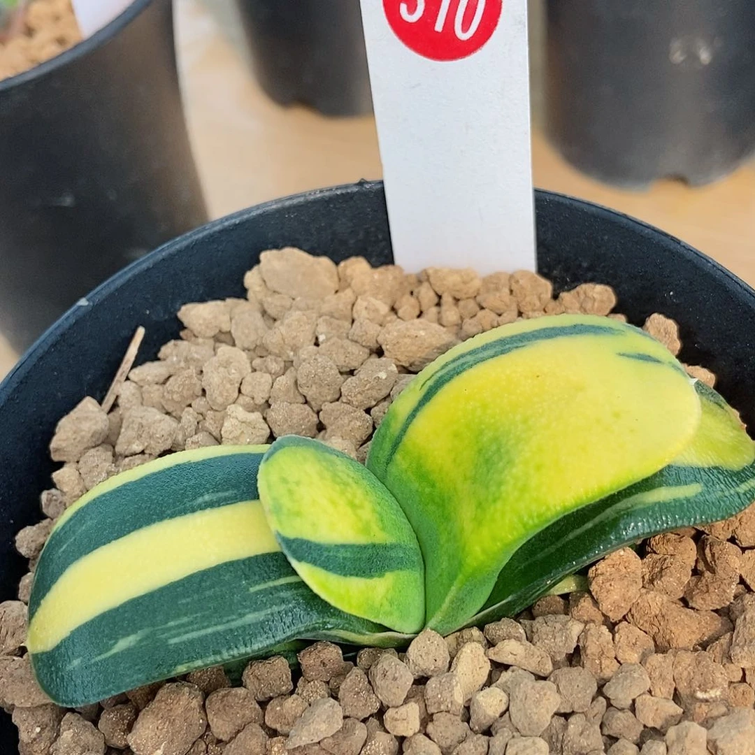 310卧牛实生锦带盆发货